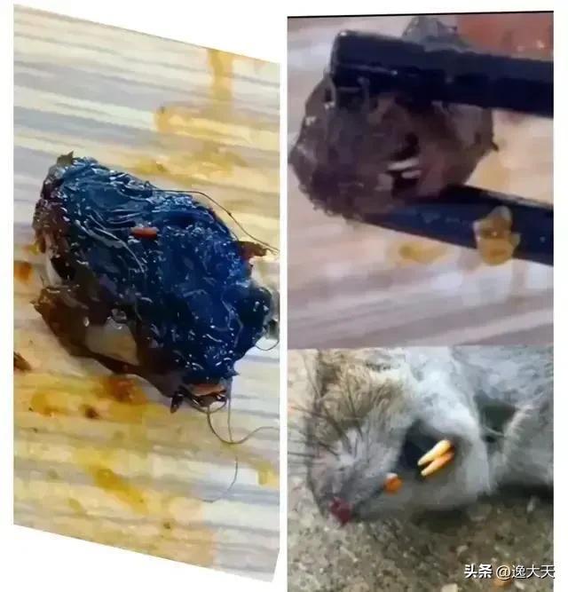 第1339页