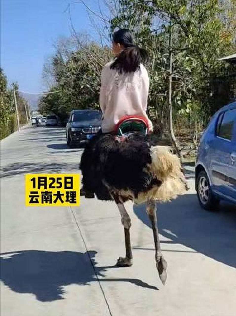 云南男子骑鸵鸟上路 跑得比电动车快云南男子惊现骑鸵鸟上路，速度惊人超越电动车